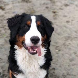 Meet your Posher, Andra-j